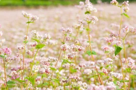 Profitez des fleurs de sarrasin dans les rues piétonnes de Hanoi