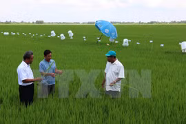 Application de 46 normes internationales sur la production durable du riz au Vietnam