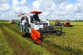 Can Tho et la République de Corée coopèrent dans la production de riz