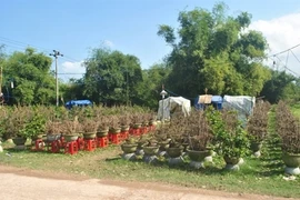 La saison commence au village d’abricotiers de Nhon An