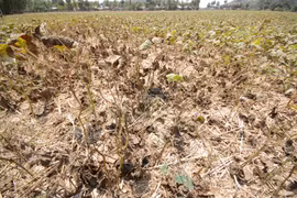 Le gouvernement renforce les mesures de lutte contre la sécheresse et la salinisation