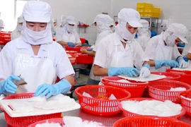 Le Vietnam, quatrième fournisseur de céphalopodes du Japon