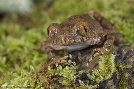 Découverte de 87 nouvelles espèces au Vietnam