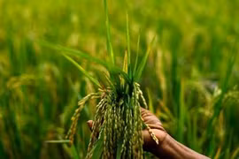 Dialogue public-privé de l’APEC sur les infrastructures d’appui à la sécurité alimentaire