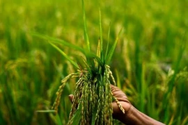 Dialogue public-privé de l’APEC sur les infrastructures d’appui à la sécurité alimentaire
