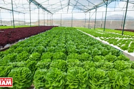 Da Lat, royaume des fleurs et des légumes