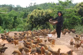 Bac Giang s’efforce de baisser de 2 % par an son taux de pauvreté