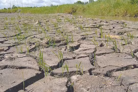 Bloomberg: la sécheresse ne fait pas obstacle à la croissance au Vietnam