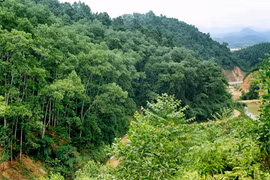 Thanh Hoa et Hua Phan (Laos) coopèrent pour protéger les forêts le long des frontières