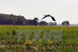Plus de 2.000 Bec-ouverts indiens au parc national de Tram Chim
