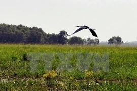 Plus de 2.000 Bec-ouverts indiens au parc national de Tram Chim