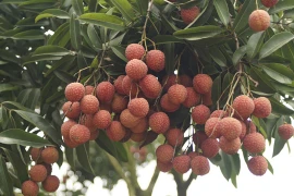 Bac Giang : bientôt la Fête des fruits de Luc Ngan