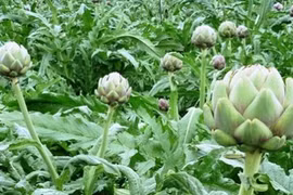 Nouvelle ruralité: Sa Pa, nouvel eldorado des plantes médicinales