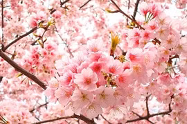 Plantation de cerisiers à Hanoi