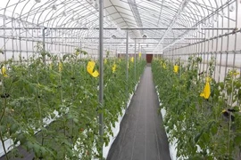 Agriculture : le Japon évalue les opportunités d’investissement à Ha Nam