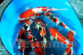 Vinh Long coopère avec Israël dans l'agriculture high-tech