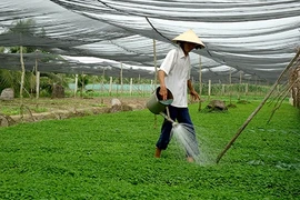 Le fonds d’assistance aux agriculteurs de HCM-Ville en action