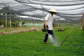 Le fonds d’assistance aux agriculteurs de HCM-Ville en action