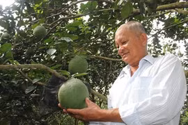 Les pamplemousses à écorce verte, la nouvelle "arme verte" de Bên Tre