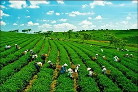 Feu vert pour un projet pour la croissance verte et durable au Vietnam 