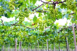 Ninh Thuân est prête pour la Fête de la Vigne et du Vin 2016
