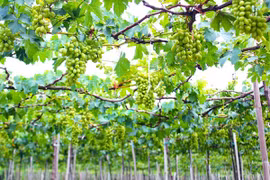 Ninh Thuân est prête pour la Fête de la Vigne et du Vin 2016