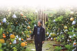 Les pamplemoussiers à dix agrumes