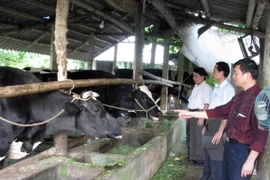 Vietnam-Belgique: la coopération Gembloux-Vietnam dans le développement rural