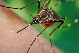 Le 1er cas de virus Zika confirmé en Malaisie