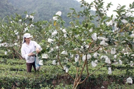 Près de 74 millions de dollars d’aides pour les paysans de Cao Bang et Bac Kan