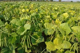 Nouvelle ruralité : Ninh Thuân s’adapte pour survivre