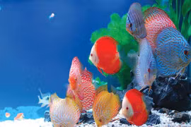 Hô Chi Minh-Ville: bond des exportations de poissons d’ornement