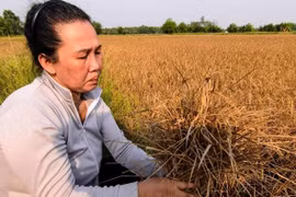 Aide financière en faveur des victimes de la sécheresse et de la salinisation à Kiên Giang