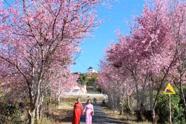 Hanoi va fêter les cerisiers en fleurs