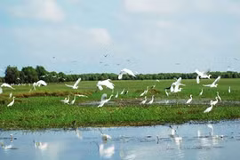 Dong Thap Muoi durant la saison des crues : un enchantement