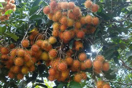 Certificat d’indication géographique pour le ramboutan de Long Khanh