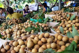 Le longane et le citron de Dông Thap vont partir pour la République de Corée