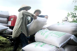 Riz: 202.000 tonnes exportées en deux semaines