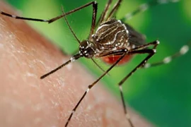 Découverte d’un cas d’infection par le virus Zika à Phu Yen