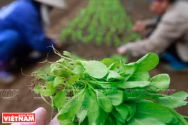 Les légumes bio de Hoa Viên