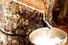 Hausse des exportations de caoutchouc depuis janvier