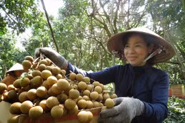 Dông Thap: 100 tonnes de longanes Edor expédiées aux Etats-Unis