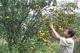 Cao Bang : enregistrement d'une marque collective pour la mandarine de Trà Linh