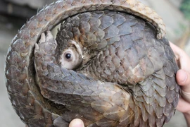 Nouvelle campagne d'ENV : tolérance zéro contre le braconnage des pangolins