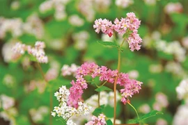 La saison des fleurs de sarrasin à Hà Giang