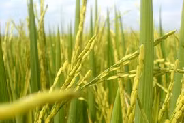 Application du SIG dans le développement agricole et rural