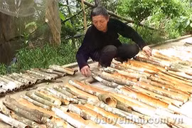 Les canneliers font la prospérité de Yên Bai