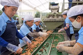 Binh Phuoc (Vietnam) et Champassak (Laos) coopèrent dans l'agriculture