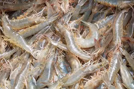 Les Américains apprécient les crevettes à pattes blanches du Vietnam 