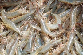 Les Américains apprécient les crevettes à pattes blanches du Vietnam 